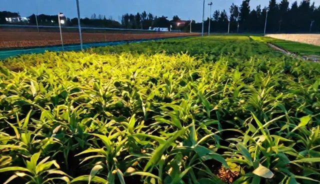 种植技术指导的性能与适用条件分析