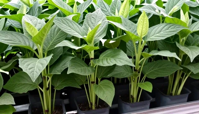 农机服务操作规范中的常见理解偏差分析